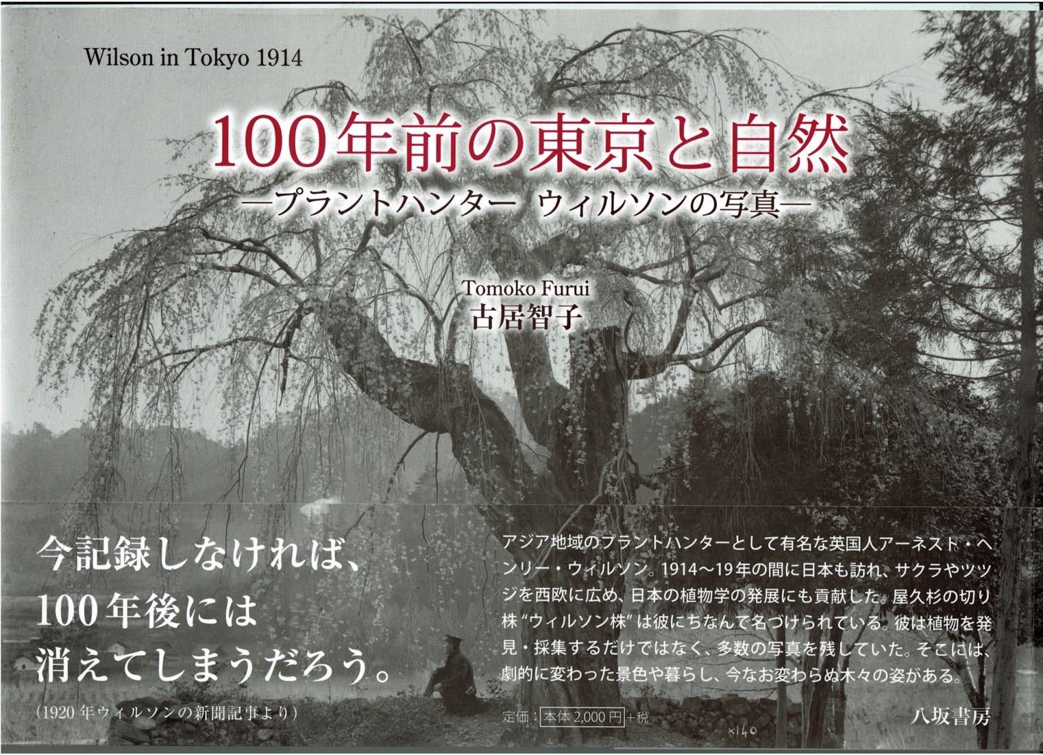 Wilson in Tokyo 1914 - 屋久島の風 Wilson in Tokyo 1914 - 屋久島の風