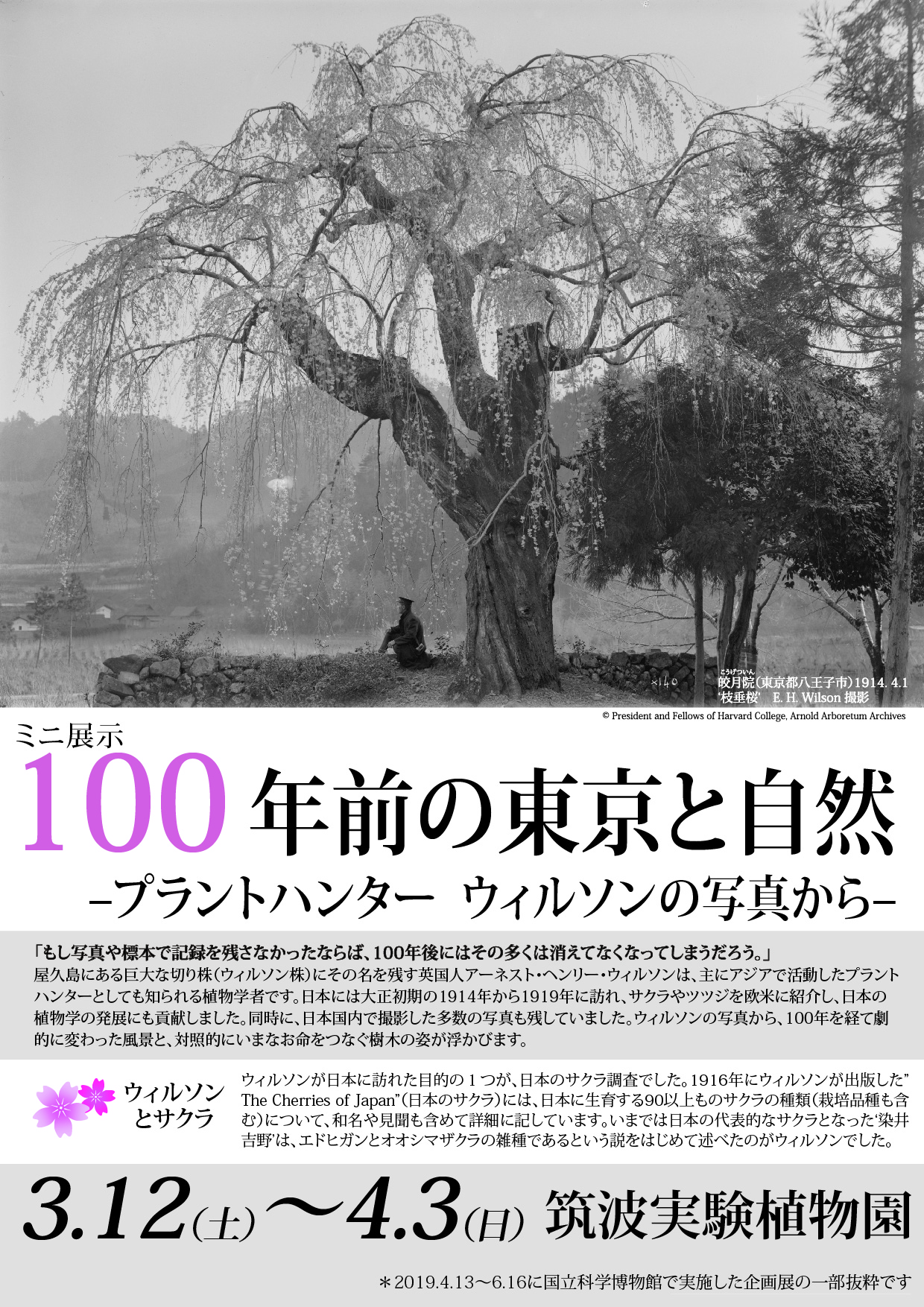 ミニ展示「100 年前の東京と自然」-プラントハンターウィルソンの写真から- - 屋久島の風